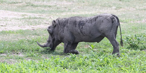 Warzenschwein beim fressen