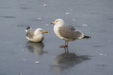 Obraz premium Two seagulls are standing on a frozen lake