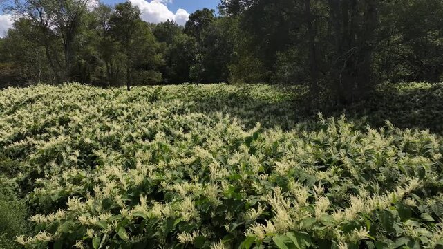 Peaceful meadow flowers and plants growing wild in nature in the Catskill Mountains in New York State