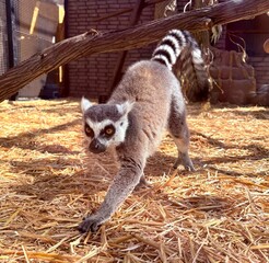 ring tailed lemur © MemmiPhotography