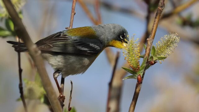 Northern parula warbler bird perched on a willow branch feeding on nectar and insects