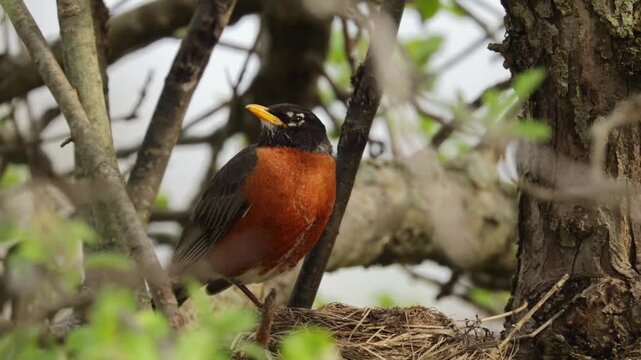 American robin bird perched on the edge of its nest in a tree during springtime