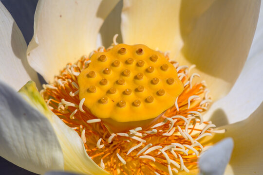 Yellow Center of Lotus Flower