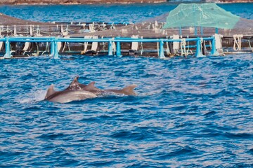dolphin in the atlantic ocean © MemmiPhotography