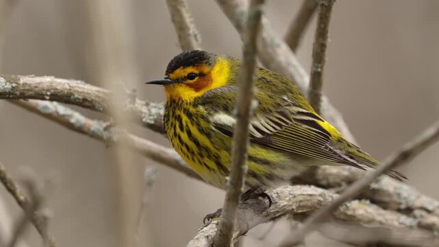 Cape may warbler perched on a tree branch looking around in the forest on a day