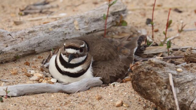 Killdeer bird sitting on nest in sandy ground environment with dry wood branches