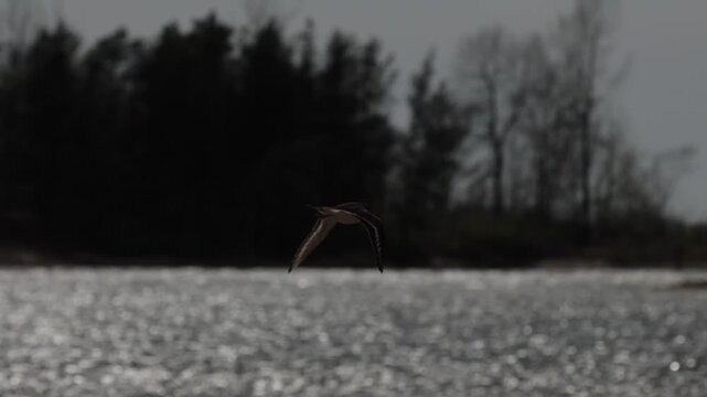 Killdeer bird flying low over sparkling lake water on a bright sunny day outdoor