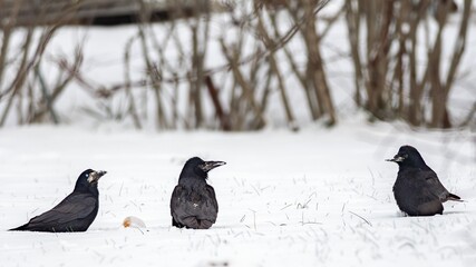 Rook (Corvus frugilegus). © Adam