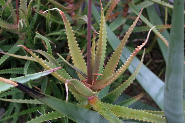 Obraz premium Close-up of sharp green leaves on an Aloe Vera plant.
