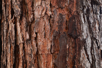 Fototapeta premium Close up texture of rough brown tree bark.