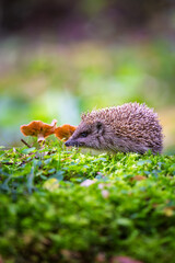 Portrait of a wild, native, European hedgehog in Autumn with mushroom and green moss. Facing forward. . Space for copy. © Rudolf