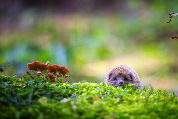 Portrait of a wild, native, European hedgehog in Autumn with mushroom and green moss. Facing forward. . Space for copy. © Rudolf