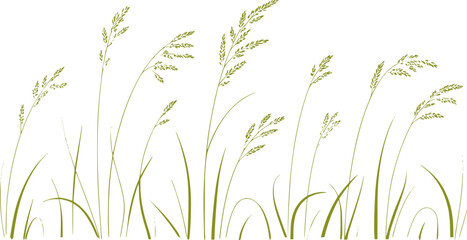 Delicate green grass stalks with seed heads © Fahim