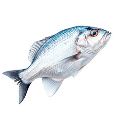 fish isolated on white