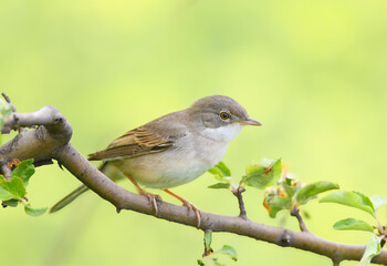 Fototapeta premium An adult common whitethroat or greater whitethroat (Curruca communis) is photographed close-up sitting on the branches of an apple tree against a background of flowering rapeseed.