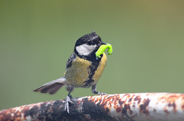 An adult great tit (Parus major) sits on a metal pipe near its nest, holding a large green caterpillar in its beak. © VOLODYMYR KUCHERENKO