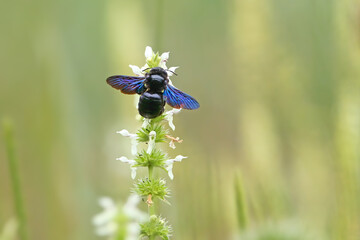 The amazing Xylocopa violacea, the violet carpenter bee, is photographed close-up (not macro!)...