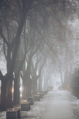 Obraz premium A group of people walks along a path lined with bare trees. Fog covers the area, making the scene appear soft and gray. Lights from nearby cars can be seen shining through the mist