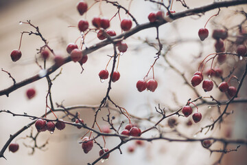 Red fruit clusters hang from bare branches. Droplets of water rest on the surface of the fruit. The setting shows a winter season with a soft background