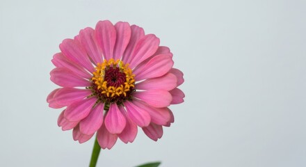 Close-up of a pink, daisy-like flower, bright yellow center, white backdrop