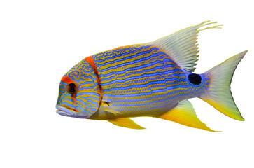 tropical fish isolated on white