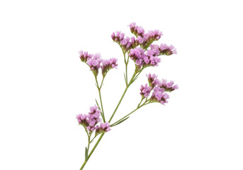 Fototapeta premium Delicate pink limonium flowers on a stark black background
