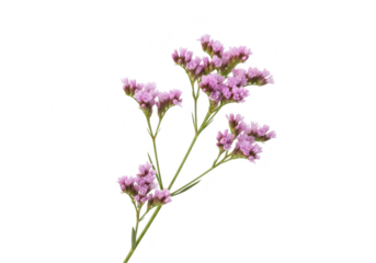 Delicate pink limonium flowers on a stark black background