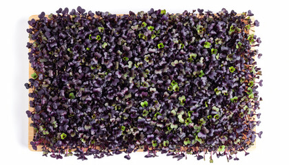 Top down view of dense, fresh purple radish microgreen sprouts. healthy and vibrant food with green color, inspiring feeling of natural wellness and vitality