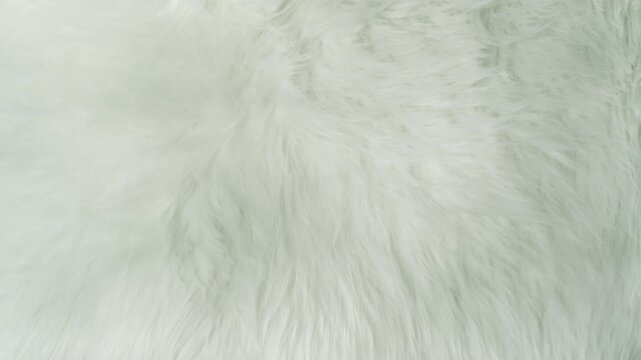 Waving White Animal Fur Texture Background in Slow Motion, 1000fps.
