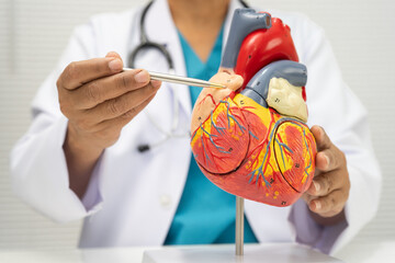 Cardiovascular disease CVD, Asian woman with heart human anatomy model.