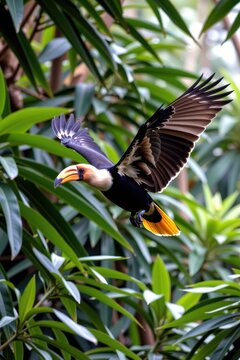 Great hornbill flying through the rainforest canopy with yellow casque visible