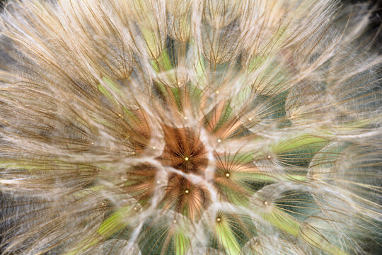 Close up of dandelion seed head