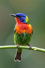 Obraz premium Painted bunting perched on a green stem showing rainbow colored feathers