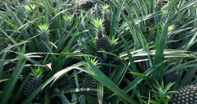 Pineapple grow on tree in the garden