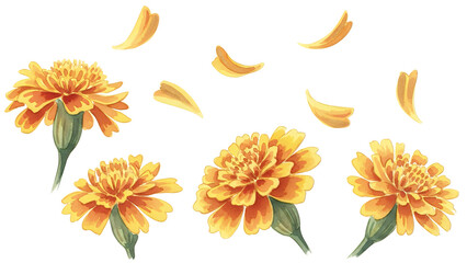 Vibrant orange marigold flowers and petals floating in the air against a white background