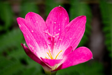 Fototapeta premium Macro photo of a pink rain lily (Zephyranthes) with fresh water droplets on its petals.