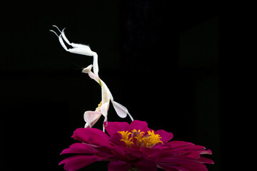 an orchid mantis is standing on a red flower with a black background.	
