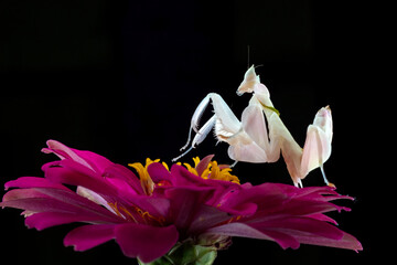 an orchid mantis is standing on a red flower with a black background.	