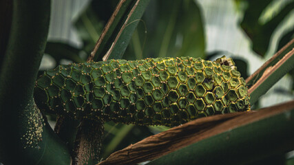 Owoc Monstery Deliciosy