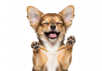 Happy chihuahua dog with eyes closed and paws up