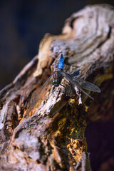 Ważka siedząca na korzeniu