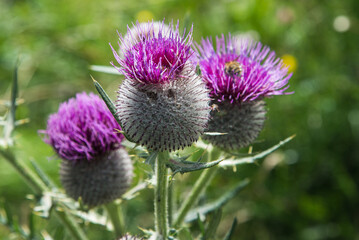 chardon en Auvergne en France