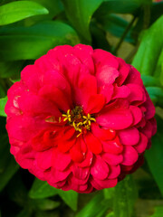 Red flower in the garden. Red hibiscus flower. Vibrant close-up of a single red flower blooming in lush green plants in a sunlit greenhouse
