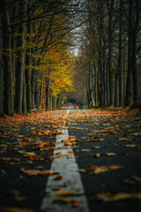 Aleja głowna w parku im. Powstańc&oacute;w Śląskich w Zabrzu