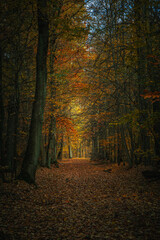 Park im. Powstańc&oacute;w Śląskich w Zabrzu