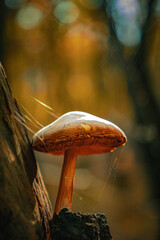 Grzyb rosnący na pniu © Dominik Zarębski