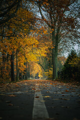 Alejka parkowa jesienią