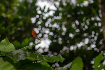 Side-profile macro showing a dragonfly perched at the leaf edge with strong circular bokeh highlights in the background. The composition balances subject detail and atmospheric bokeh, great for editor
