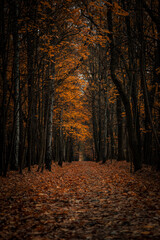 Park im. Powstańców Śląskich w Zabrzu © Dominik Zarębski