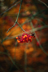 Czerwone jesienne owoce krzewu